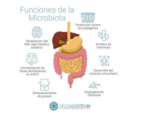 Tu Microbiota Intestinal, La Gran Desconocida - Tu Coach Nutricional